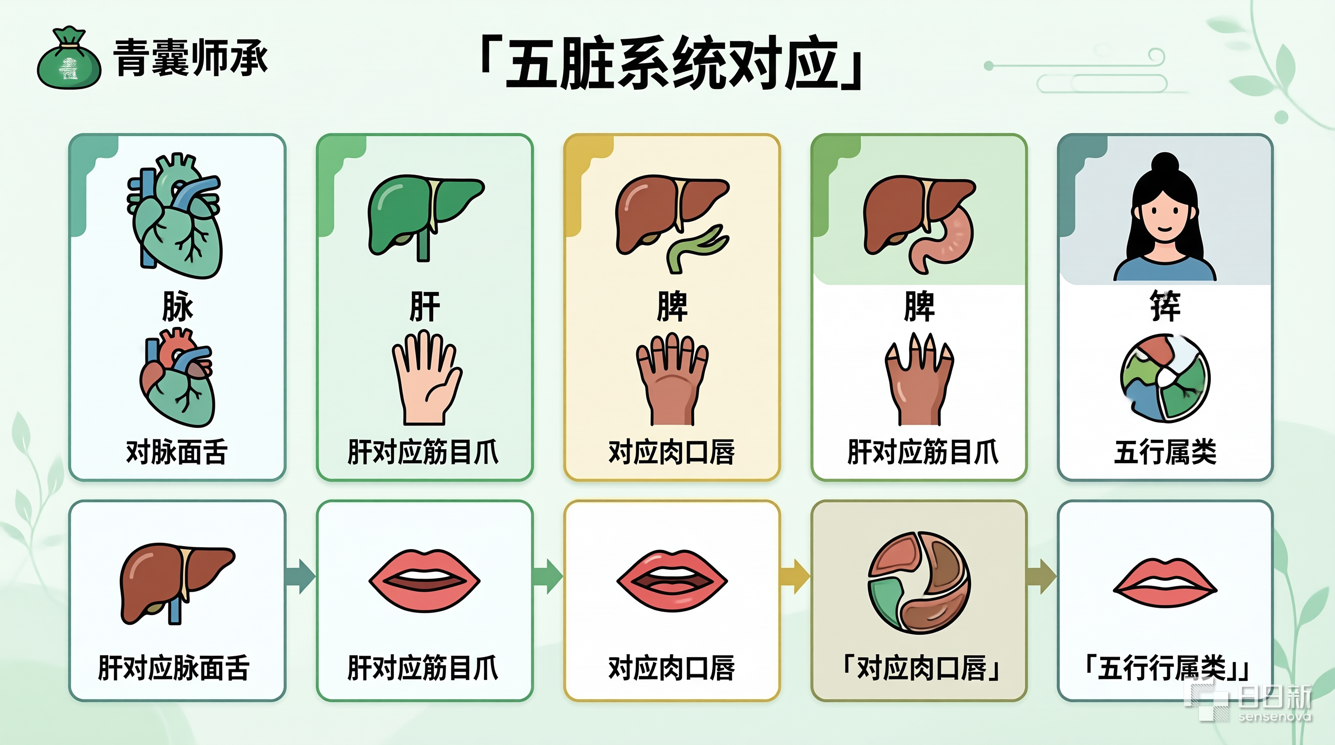 五脏系统对应